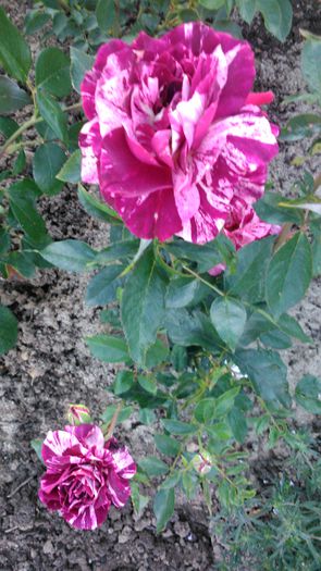 DSC_0221 - TRANDAFIRI 2014 II