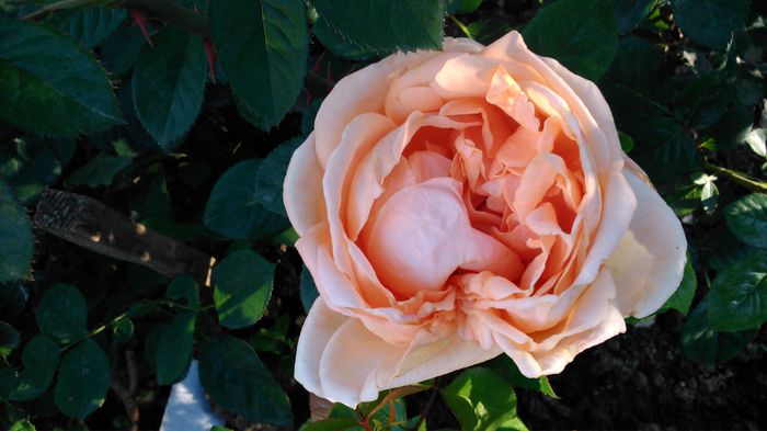 DSC_0227 - TRANDAFIRI 2014 II