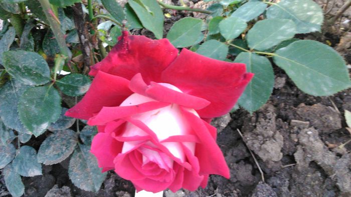 DSC_0229 - TRANDAFIRI 2014 II