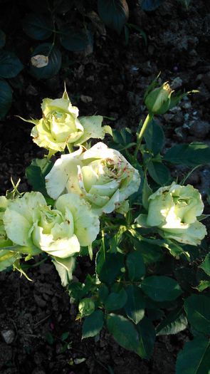 DSC_0230 - TRANDAFIRI 2014 II