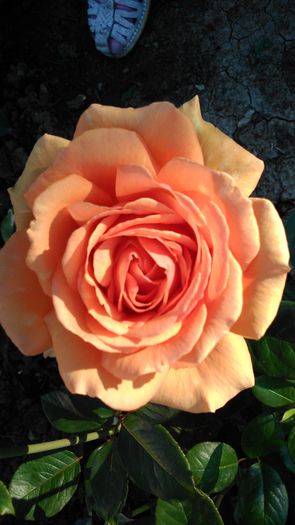 DSC_0231 - TRANDAFIRI 2014 II