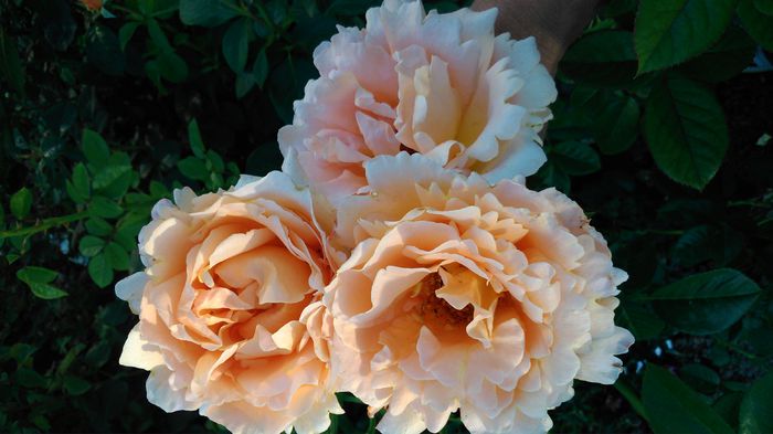 DSC_0234 - TRANDAFIRI 2014 II