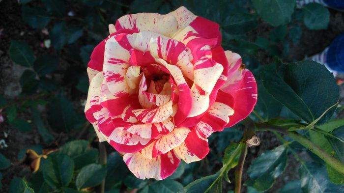 DSC_0235 - TRANDAFIRI 2014 II