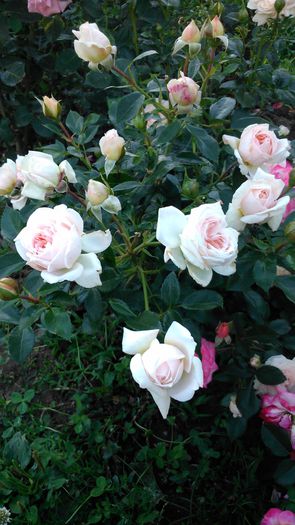 DSC_0236 - TRANDAFIRI 2014 II