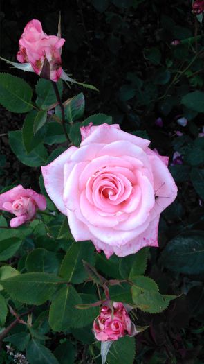 DSC_0237 - TRANDAFIRI 2014 II