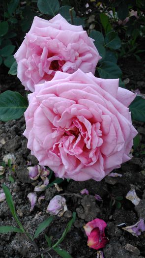 DSC_0238 - TRANDAFIRI 2014 II