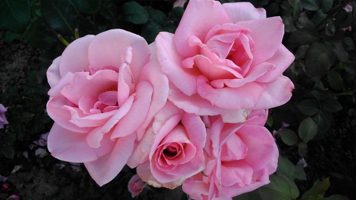 DSC_0239 - TRANDAFIRI 2014 II