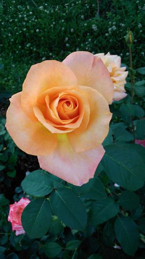 DSC_0240 - TRANDAFIRI 2014 II