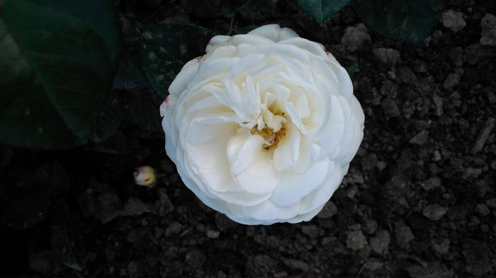 DSC_0241 - TRANDAFIRI 2014 II