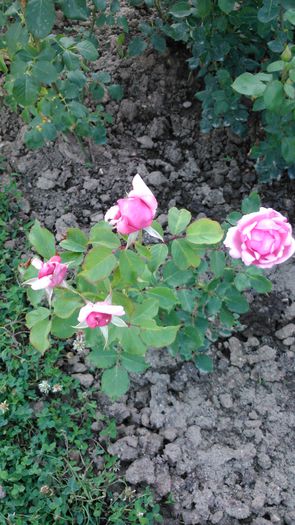 DSC_0243 - TRANDAFIRI 2014 II