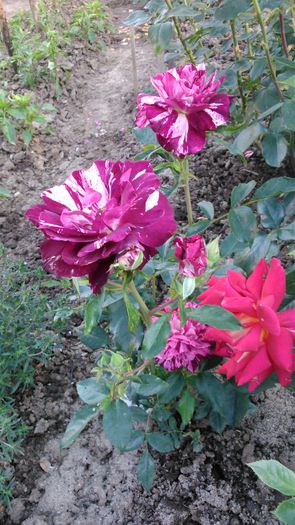 DSC_0244 - TRANDAFIRI 2014 II