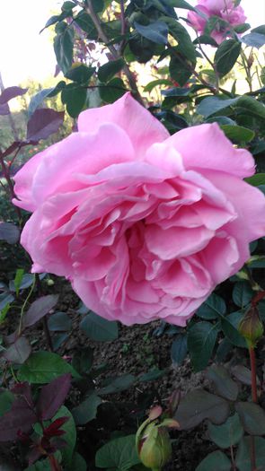 DSC_0245 - TRANDAFIRI 2014 II