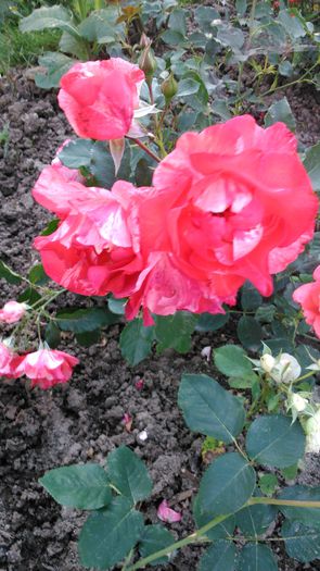 DSC_0246 - TRANDAFIRI 2014 II