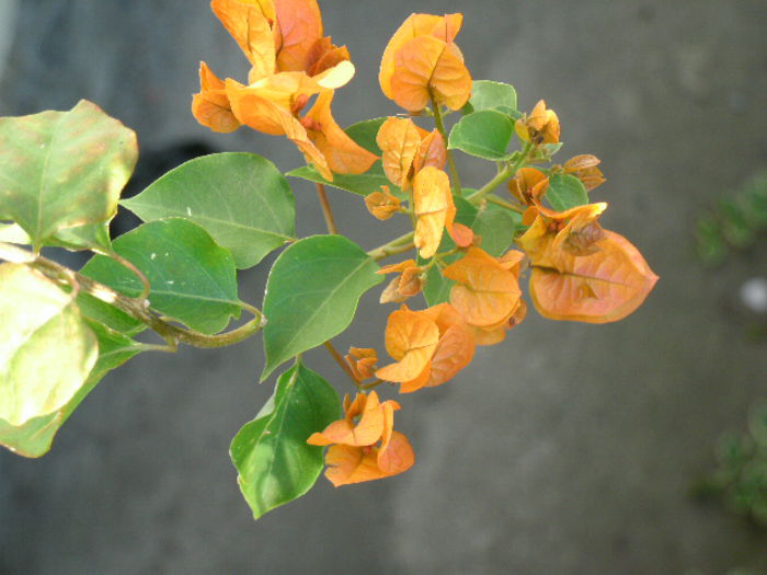 Golden Tango - 2014-1-Bougainvillea