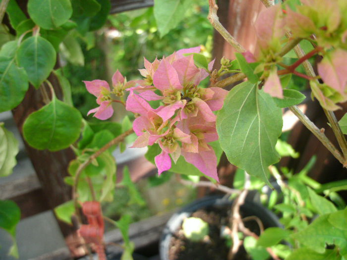 Pagoda pink - 2014-1-Bougainvillea