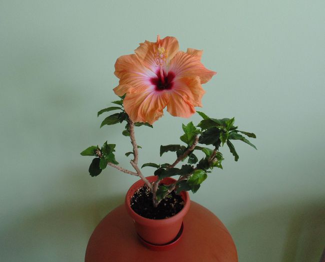 DSC02502