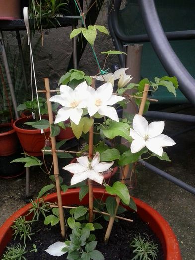 20140627_143841; Ma poate ajuta cineva la toate clematitele cu denumirea lor si daca rezista peste iarna in ghiveci in curte plzzz
