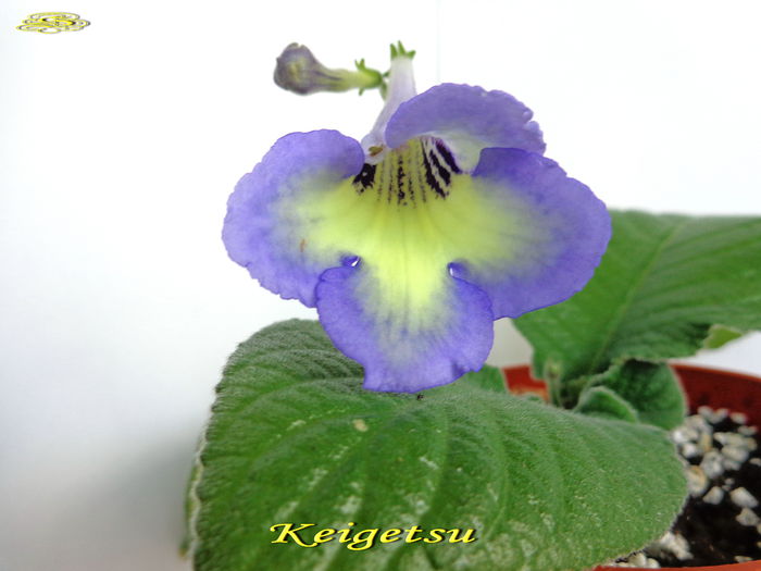 Keigetsu (28-06-2014)