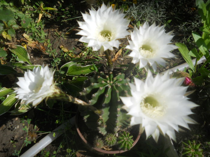 alb - Flori apartament