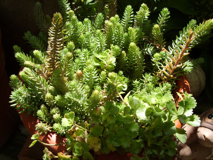 sedum - cactusi si suculente