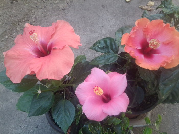 superinfloriciosi - hibiscusi 2014-1