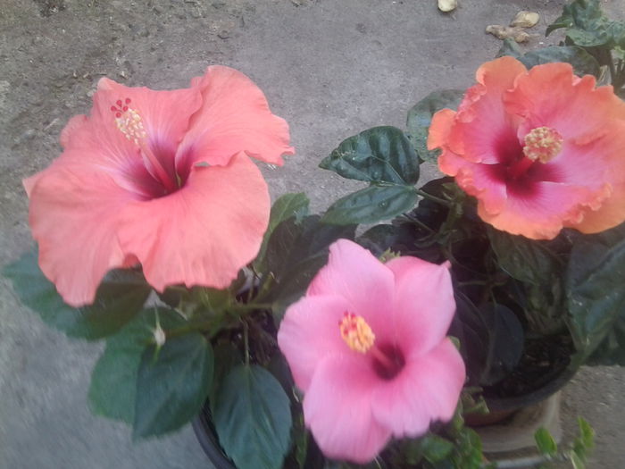 Fotografie1918 - hibiscusi 2014-1