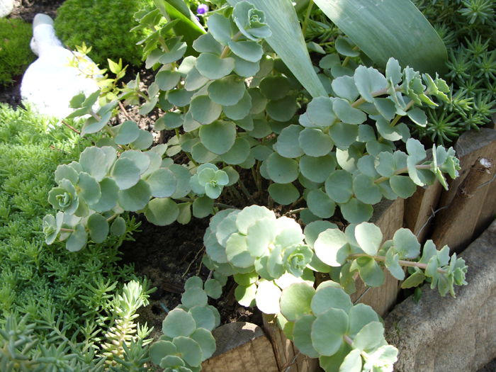 Sedum sieboldii - cactusi si suculente