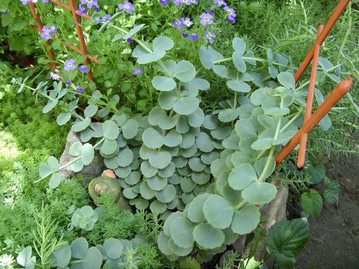 Sedum sieboldii - cactusi si suculente