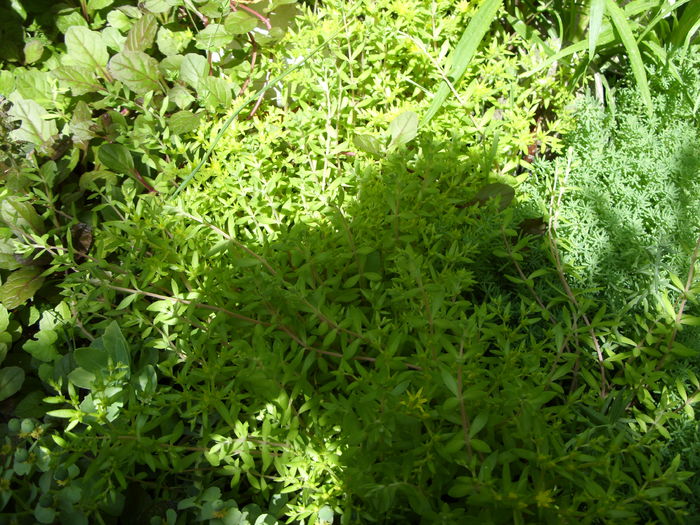 Sedum sarmentosum