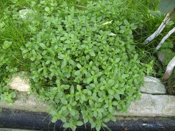Origanum majorana