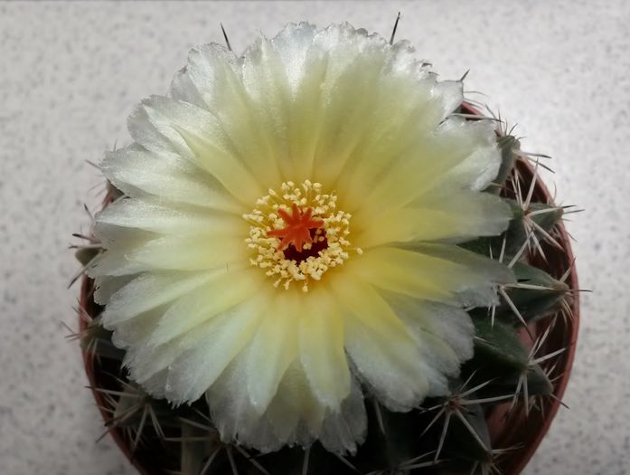 Wigginsia tephracantha