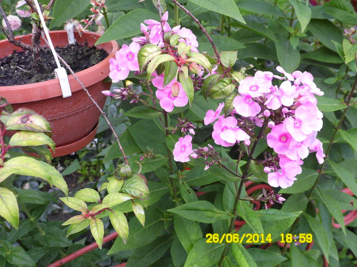 PHLOX PANICULATA - vARA IN GRADINA 2014