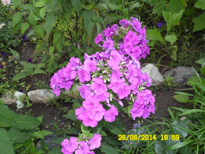 PHLOX PANICULATA - vARA IN GRADINA 2014