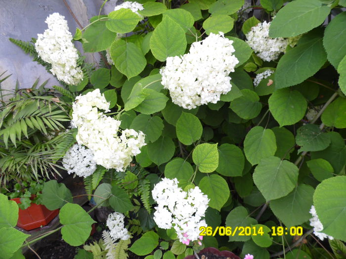 HORTENSIA - vARA IN GRADINA 2014