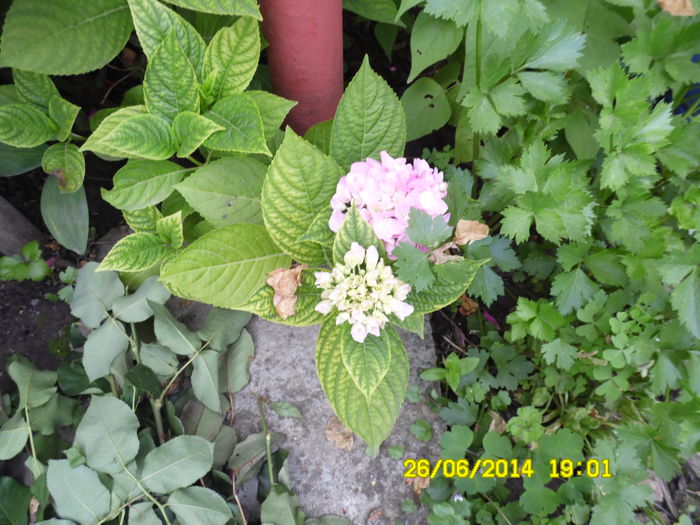 HORTENSIA ROZ - vARA IN GRADINA 2014