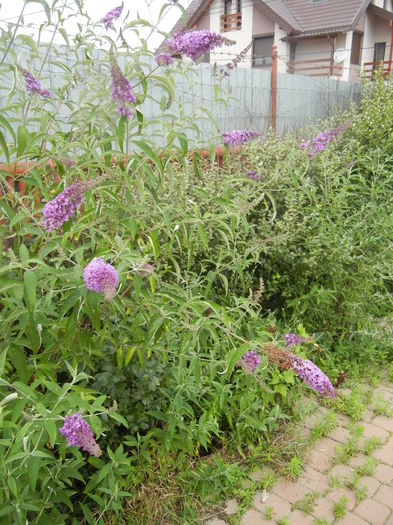 Buddleja davidii Purple (2013, Jun.24) Buddleja davidii Purple (2013, Jun.24)