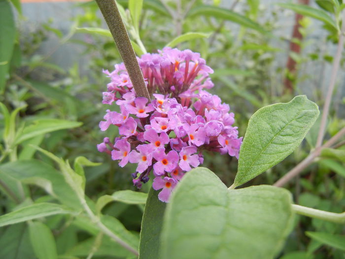 Buddleja davidii Purple (2013, Jun.24) Buddleja davidii Purple (2013, Jun.24)