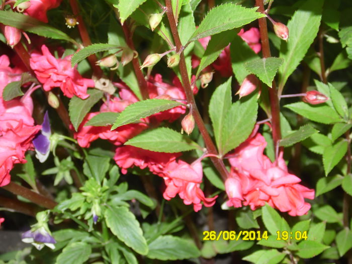 IMPATIENS