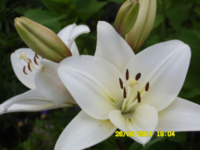 LILIUM