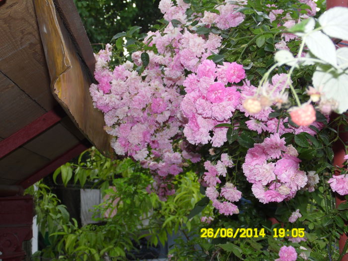 TRANDAFIR  PLINGATOR Doroty