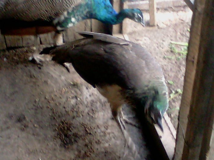 IMG00048