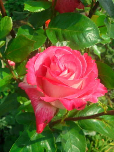 Rose Gaujard