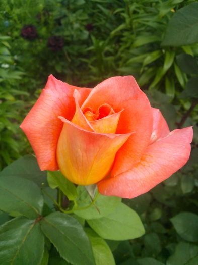 IMG_20140527_100007