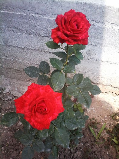 red intuition