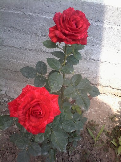 red intuition