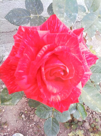 red intuition