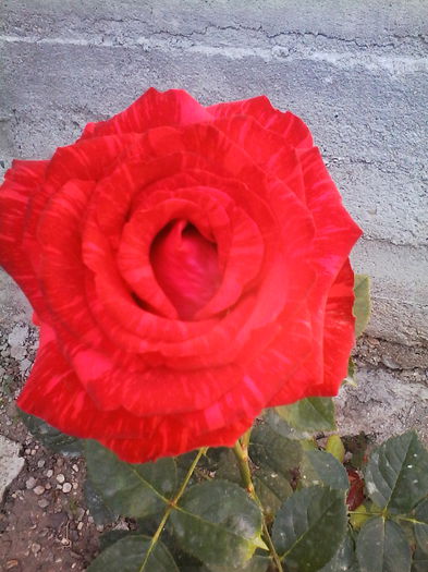 red intuition
