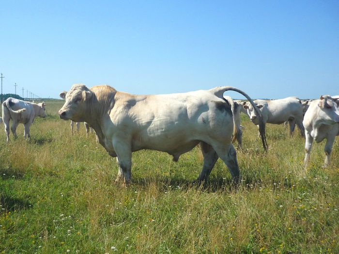 Elvis; Taur Charolais 5 ani - Galati, Popa Emil
