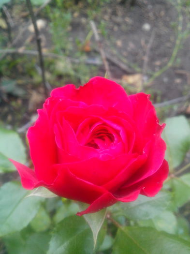 red leonardo davinci