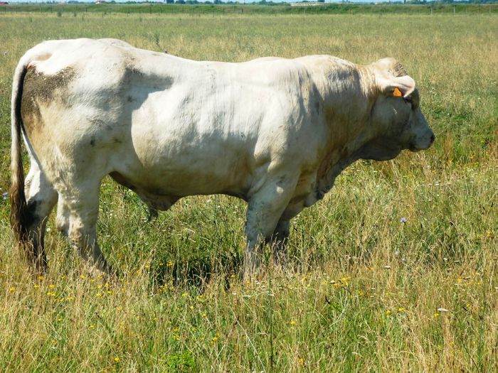 Icaro 18 luni; Taur Charolaise, 18 luni, Popa Emil, Galati - polled
